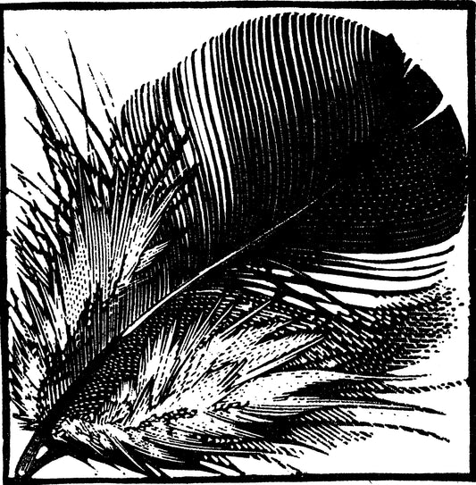 Chough Feather