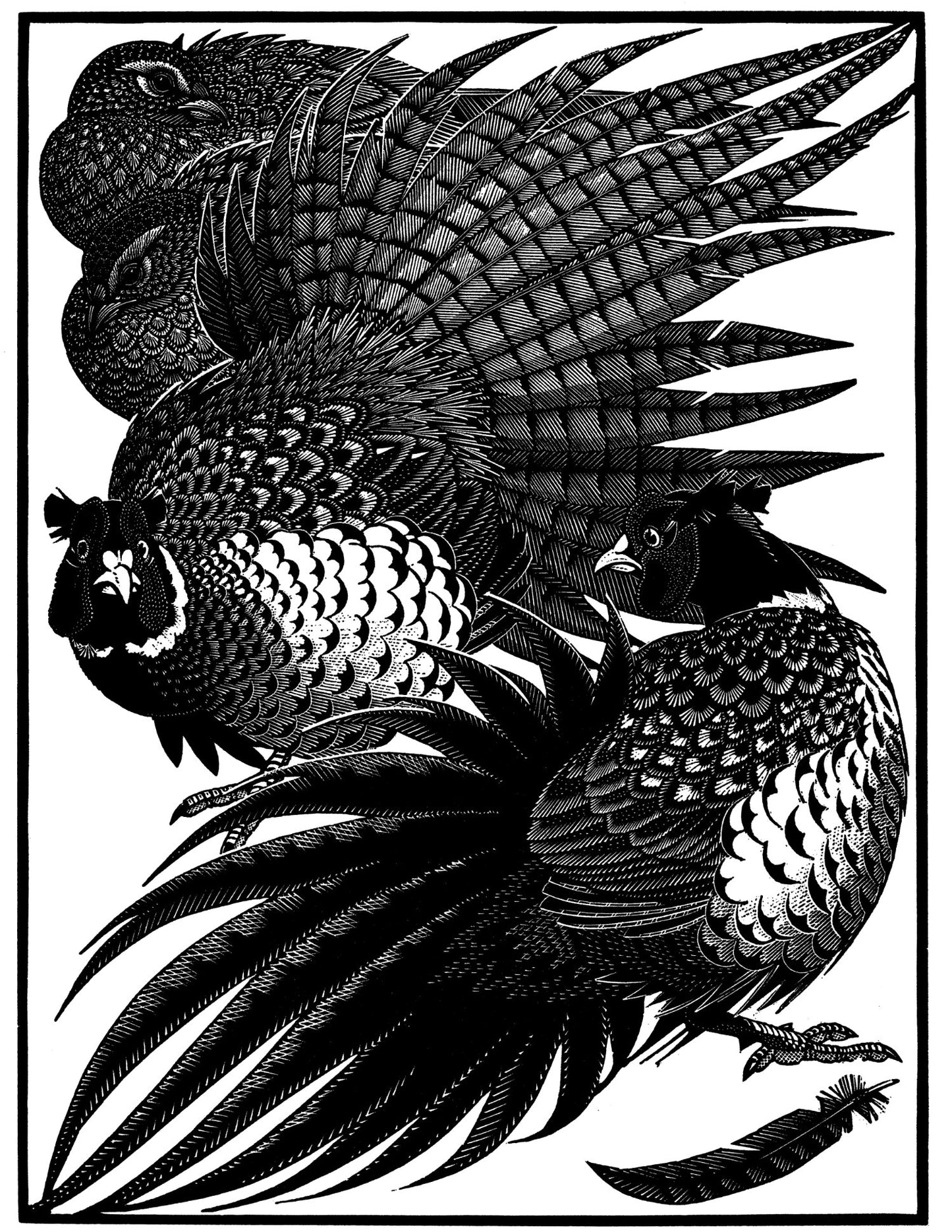 Nye of Pheasants II