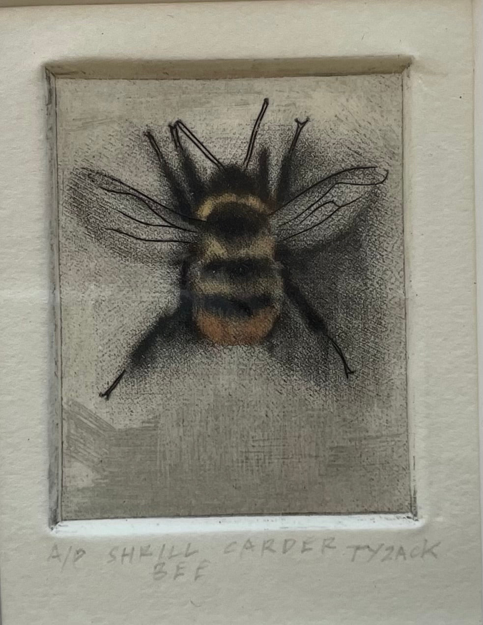 Shrill Carder Bee – Zillah Bell Gallery