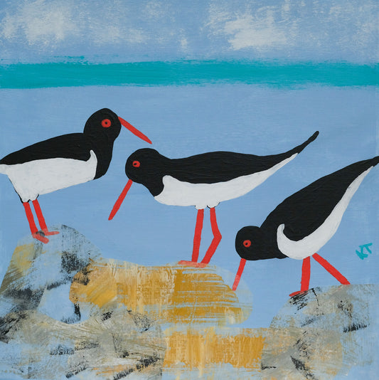 Oyster Catchers Who Don’t Live Up To Their Name
