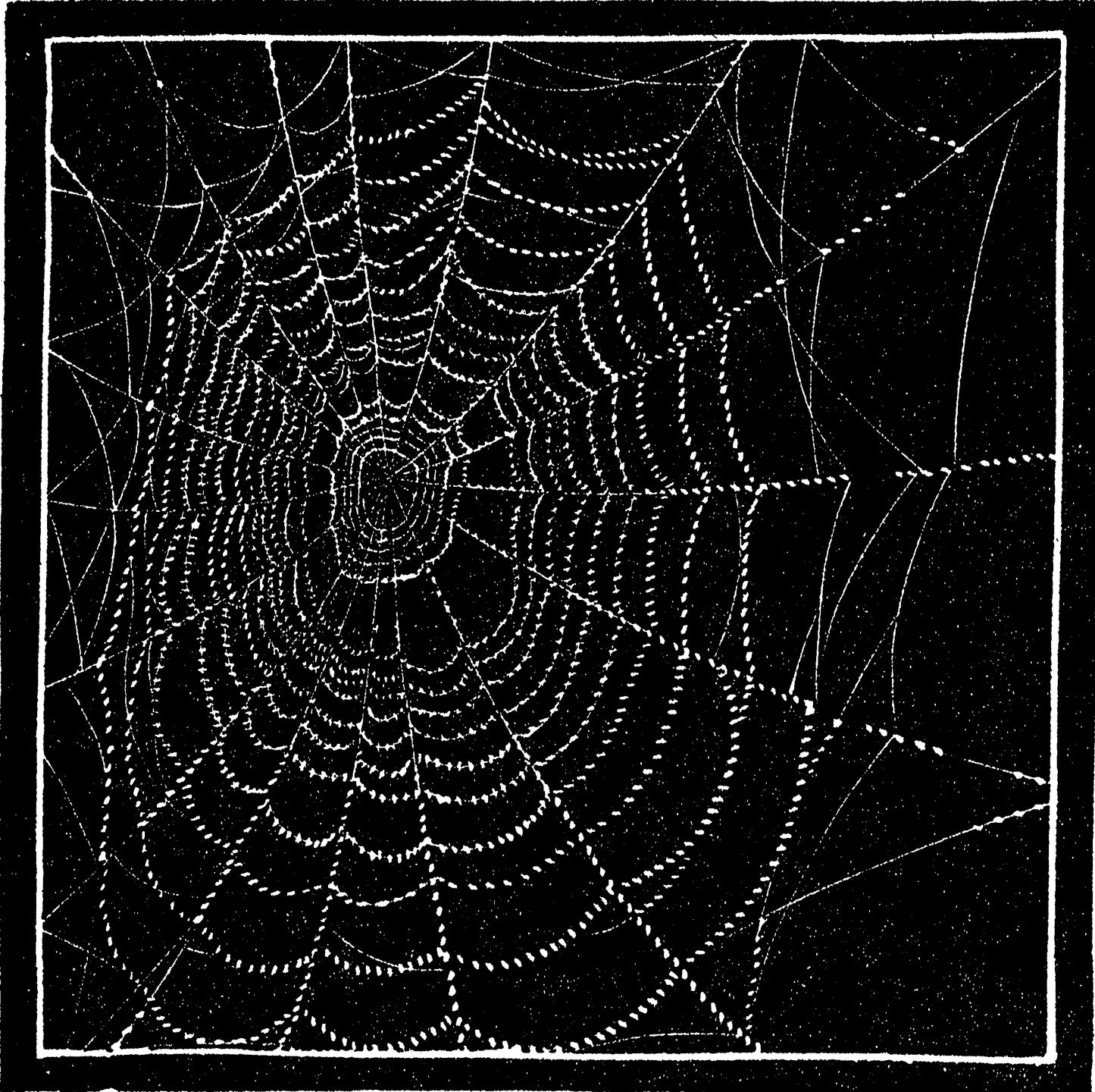 Spider Web