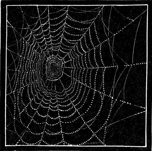 Spider Web