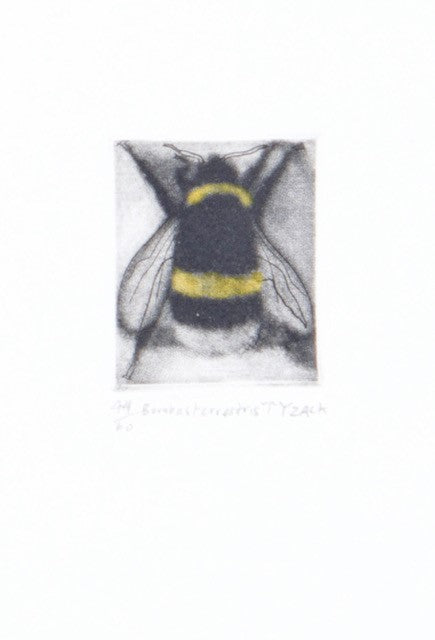 Bombus Terrestris