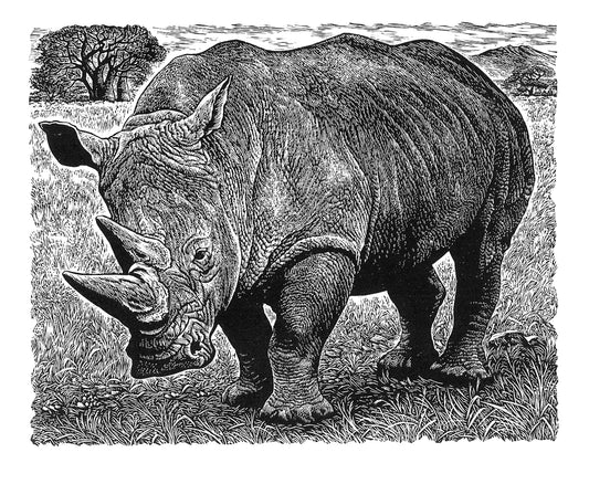 White Rhinoceros